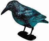 Image du produit Siena Garden Effaroucheur de pigeons Corbeau noir
