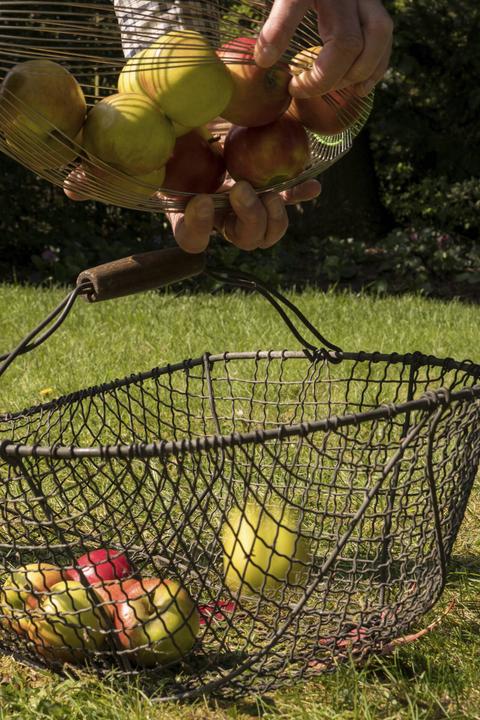 Image du produit Freund Victoria Collecteur de noix et de fruits