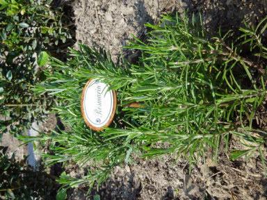 Image du produit Münder Fiches d'épices romarin (25 cm)