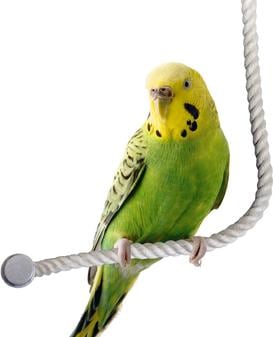 Actual product image Karlie Extendable perch