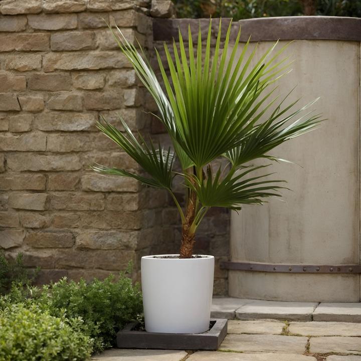 Produktbild Plant in a Box Washingtonia Robusta - Mexikanische Fächerpalme (70 cm)