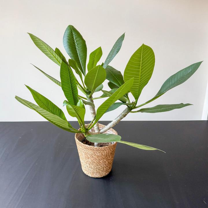 Produktbild Plant in a Box Plumeria rubra - (45 cm)
