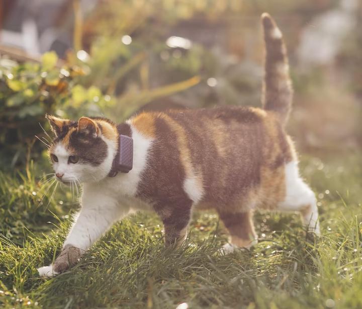 Image du produit Tractive CAT Mini tracker GPS pour chats (Chat, Général)