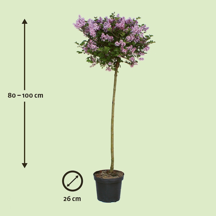 Produktbild Zulauf Zwerg-Flieder / Syringa meyeri 'Palibin' (100 cm)