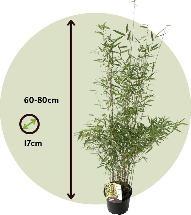Actual product image Plant in a Box Fargesia nitida 'Red Dragon' - Set of 4 Red Dragon Bamboo (60 cm)