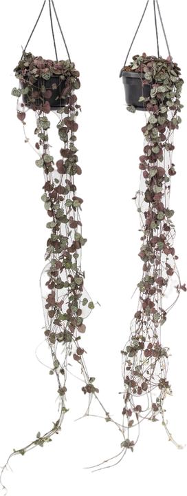 Actual product image Plant in a Box Ceropegia linearis Woodii - set of 2 countersunk heart leafs (20 cm)