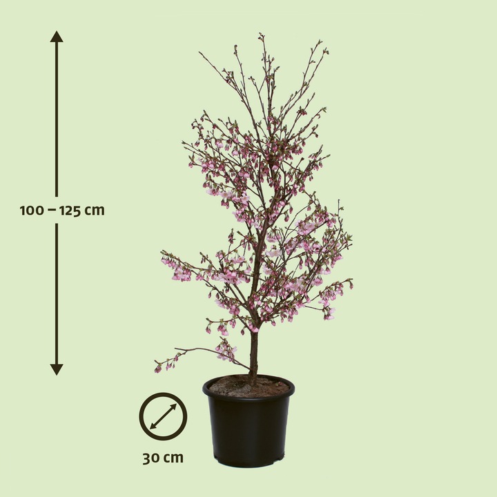 Produktbild Zulauf Zier-Kirsche / Prunus 'Accolade' (125 cm)