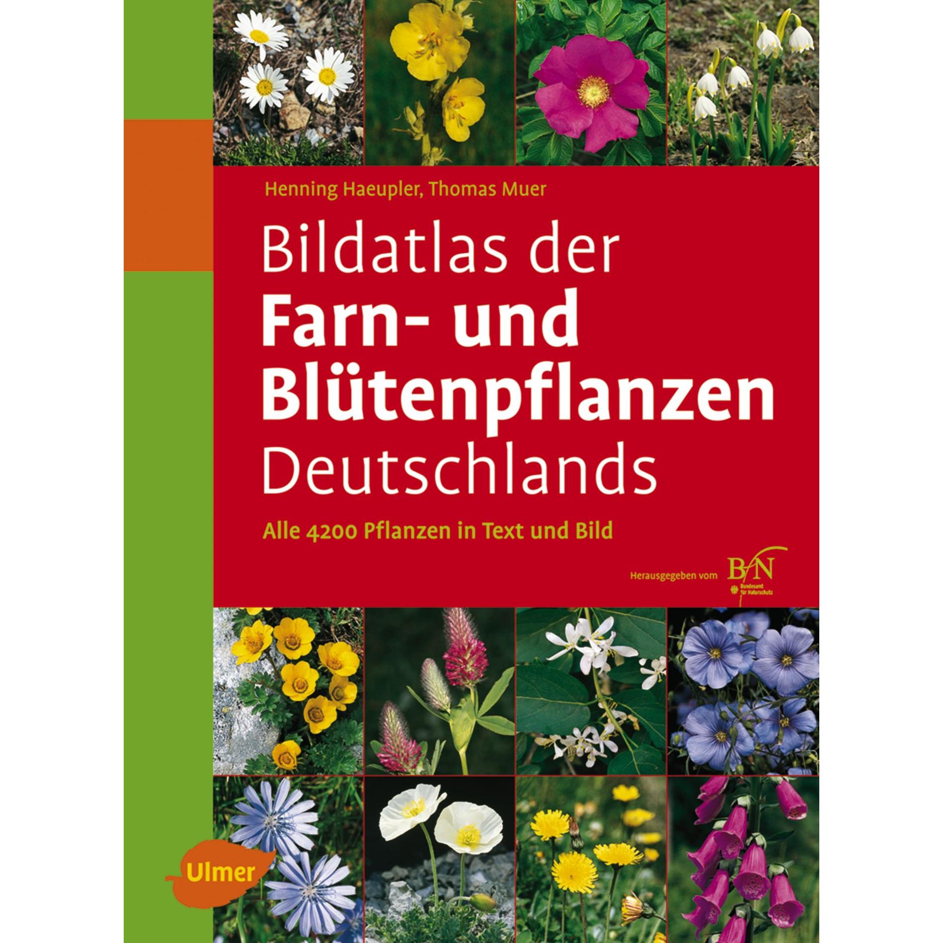 Bildatlas der Farn- und Blütenpflanzen Deutschlands, Fachbücher von Thomas Muer, Götz Heinrich Loos, Henning Haeupler