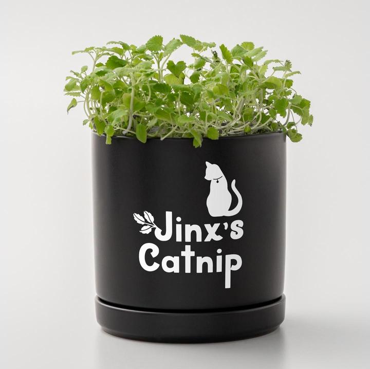 Image du produit Cricut Film vinyle Joy Xtra Smart détachable 24.1 x 91.4 cm, Blanc