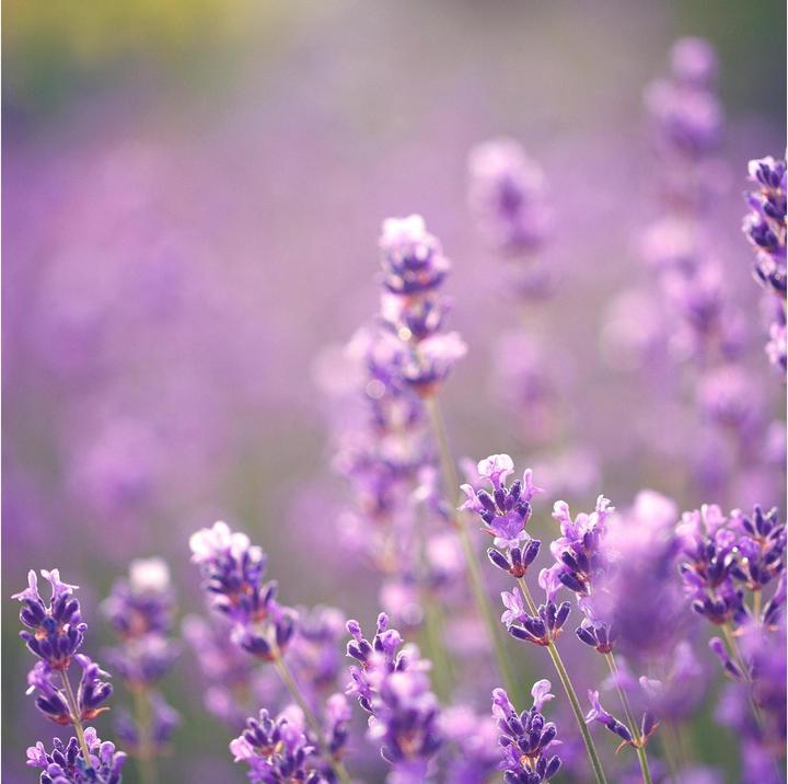 Produktbild Kindgesund Lavendelhonig 250 g (250 g)