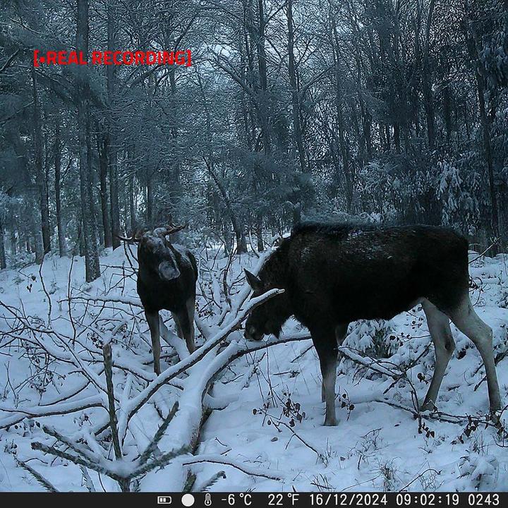 Actual product image Nedis Wildlife Camera - 4K@10fps - 50 MPixel - 5 MPixel CMOS - IP65 - Black No-Glow IR - Night