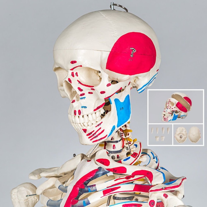 Immagine prodotto tectake Anatomia scheletrica