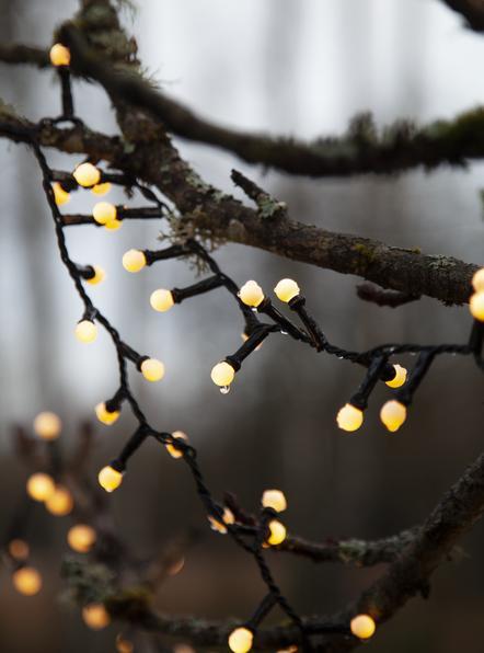 Actual product image Star Trading Berry Mini (6 m)