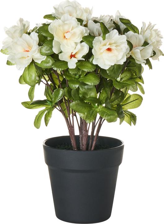 Immagine prodotto Beliani Novella (36 cm)