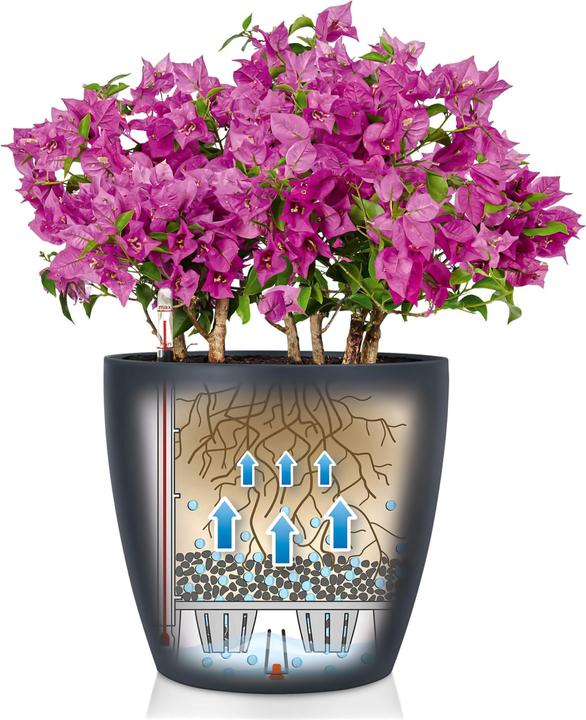 Actual product image Lechuza Classico Color (27.50 x 26 cm)