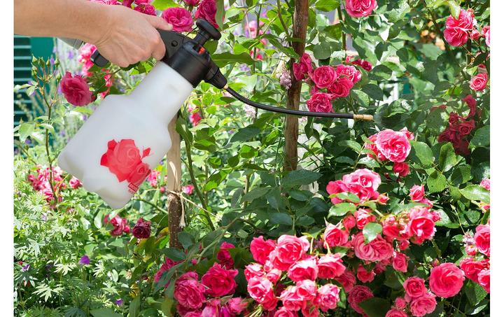 Actual product image Birchmeier Rose Star 1.25 (1.25 l)