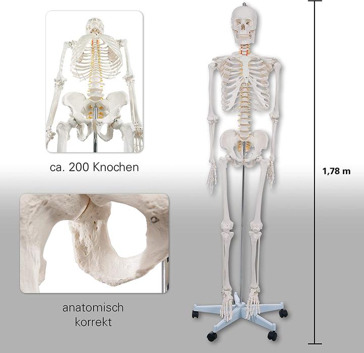 Image du produit Togu Squelette d'écolier 178 cm