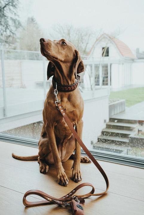 Produktbild Hunter Verstellbare FÃ¼hrleine Leder (Hund, Allgemein, Spazieren)