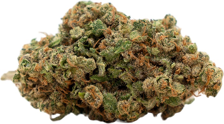 Image du produit Herba di Berna Harlequin (10 g, Intérieur)