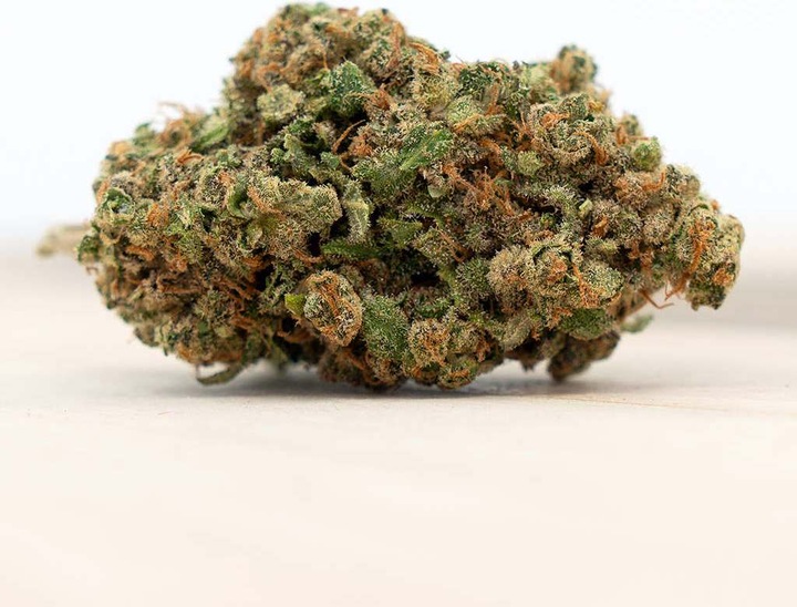 Image du produit Herba di Berna Harlequin (10 g, Intérieur)