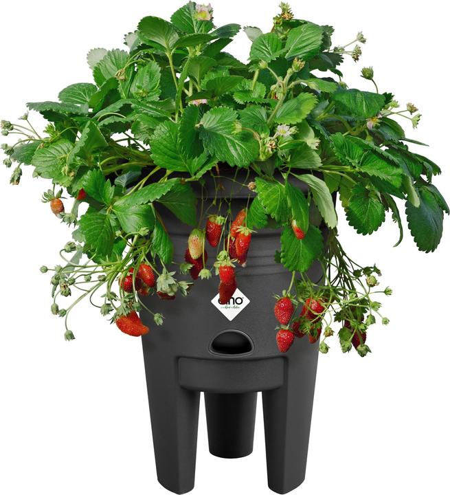Produktbild Elho Green Basics Erdbeertopf (33 x 41.50 cm)