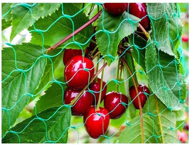 Productafbeelding Garden Lights VOGELBESCHERMINGSNET 4 x 10 m