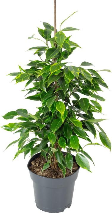 Immagine prodotto Flowerbox Fico della Betulla "Forever" - Ficus benjamini (75 cm)