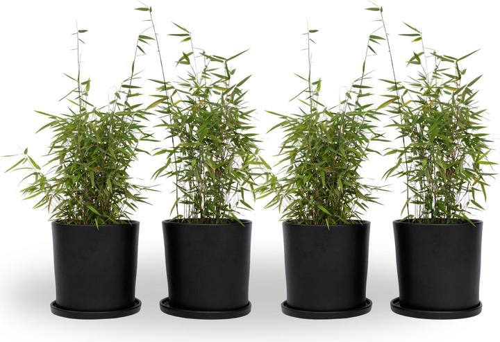 Produktbild Plant in a Box Fargesia nitida 'Red Dragon' - 4er Set Roter Drachenbambus (60 cm)