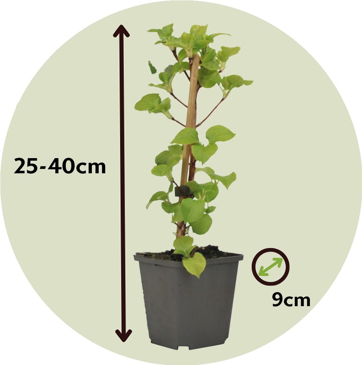 Immagine prodotto Plant in a Box Ortensia anomala petiolaris - set di 6 ortensie (25 cm)