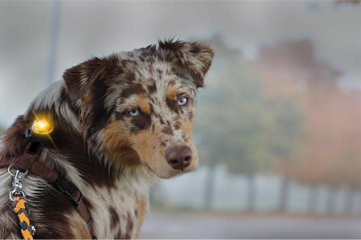 Image du produit Orbiloc Feu de sécurité double pour chien (Taille unique, Chien, Général)