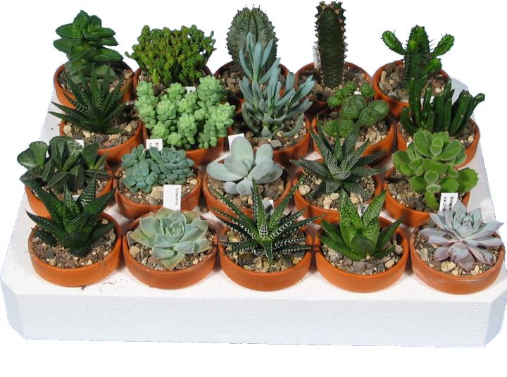 Kakteen Gautschi Succulent Beginner's Kit (10 cm)