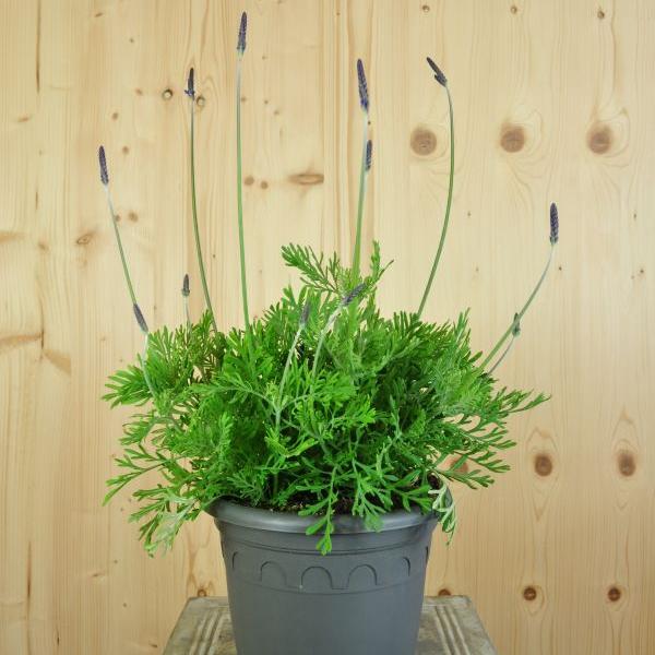 Produktbild Säntispracht Der kanarische Schmetterlings-Lavendel - Lavendula 'pinnata' (80 cm)