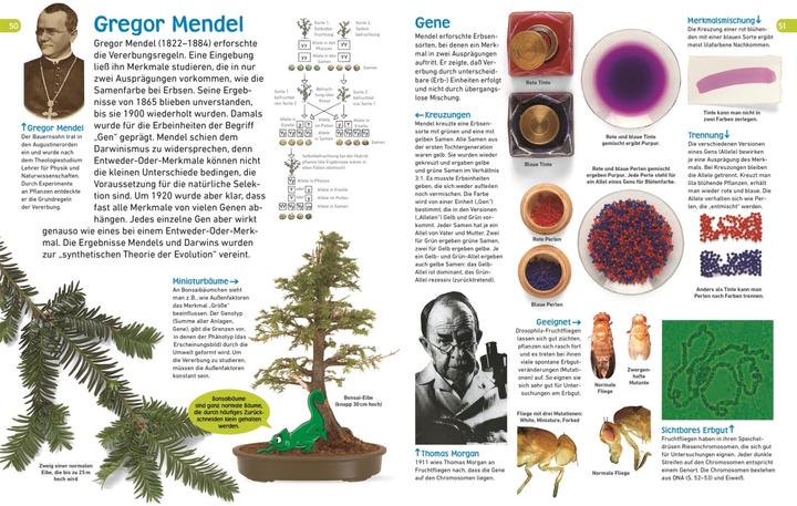 Produktbild memo Wissen entdecken. Evolution (Deutsch, DK Verlag - Kids, Frauke Bahle, 2018)