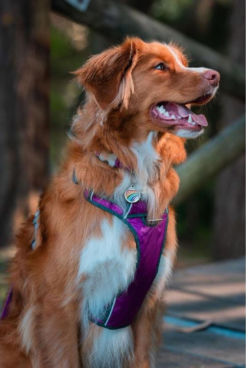 Actual product image Red Dingo Dingo dog harness 25-36 cm 31-43 cm Purple XS (XS, Dog, General)