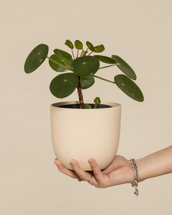 Actual product image feey Ufopflanze Bäumchen (30 cm, Freshly repotted, Animal friendly)