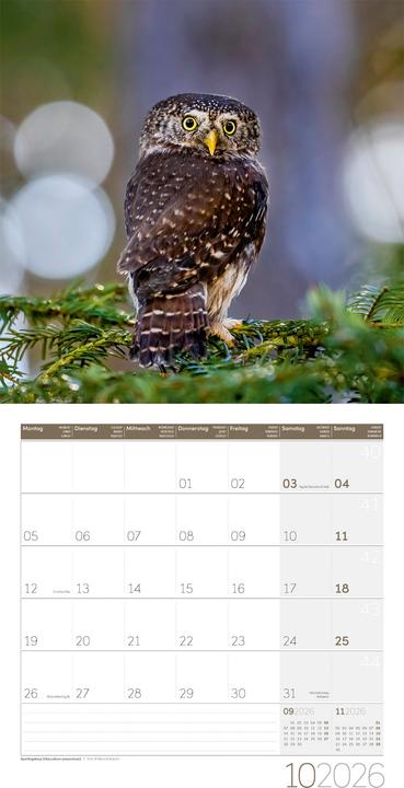 Produktbild Eulen Kalender 2026 - 30x30 (30 x 30 cm, Harter Einband, Deutsch, Französisch, Englisch)