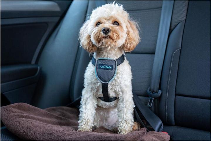 Actual product image Company of Animals CarSafe Autogeschirr (Dog)