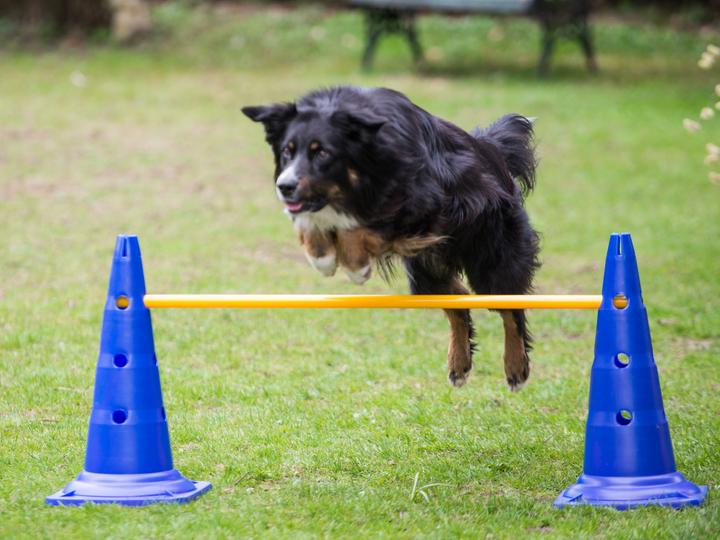 Petcenter Cavaletti set high - set of 5