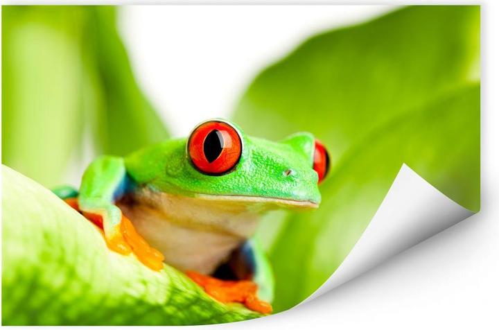 Immagine prodotto Trenddeko saltare cracker (120 x 80 cm)