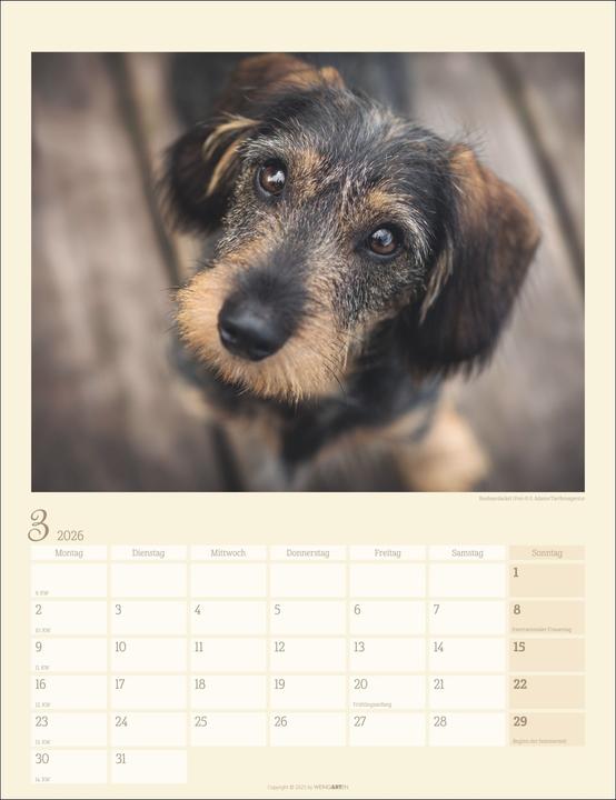 Produktbild Dackel Kalender 2026 (30 x 39 cm, Harter Einband, Deutsch)