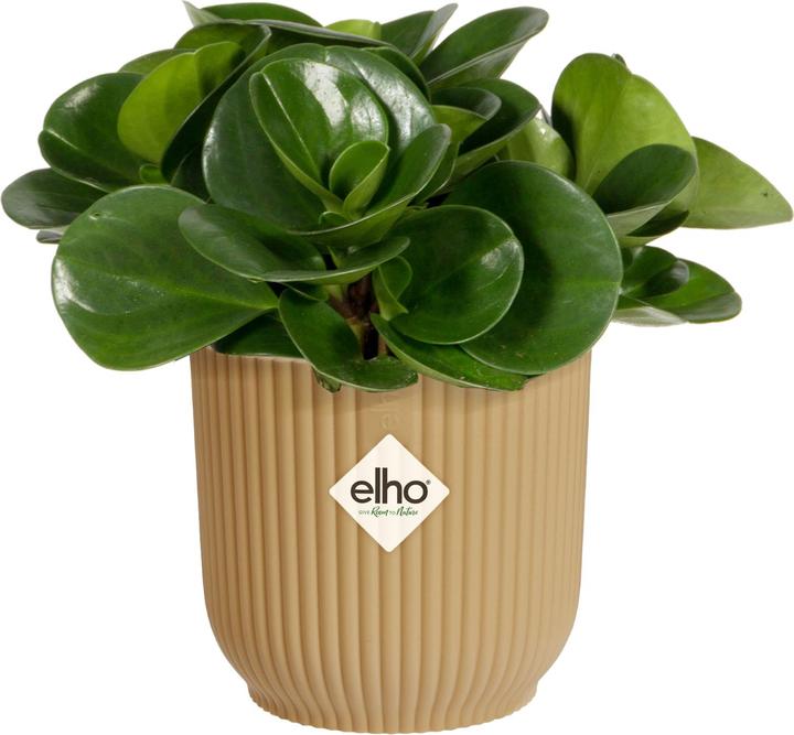 Produktbild Elho Blumenschale (7 cm)