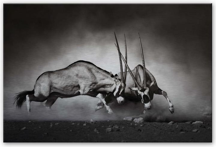 Produktbild Trenddeko Das Duell (100 x 70 cm)