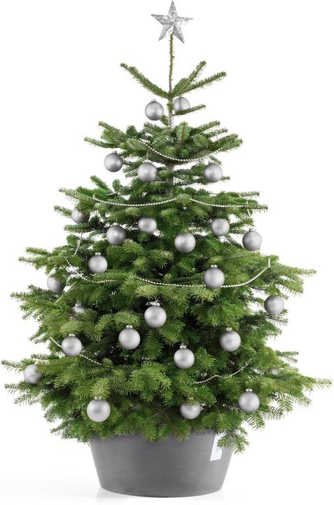 Ecopots Christbaumständer mit Wasserspeicher (bis 3m Bäume)