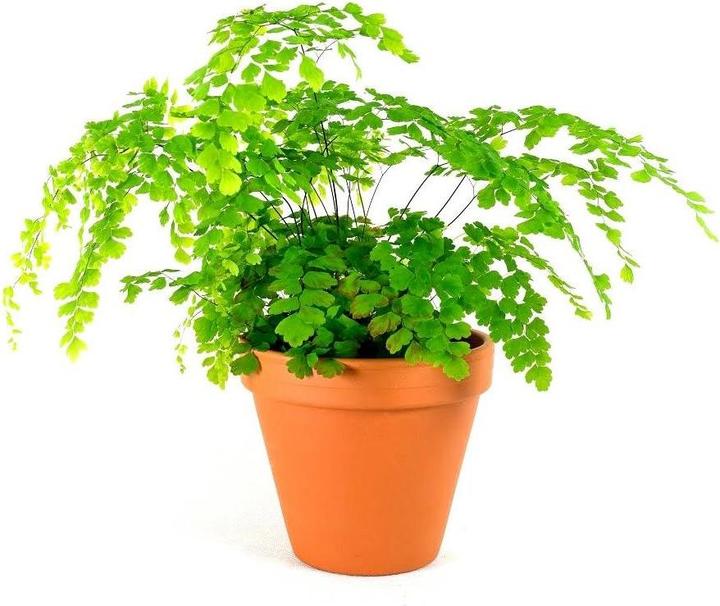 Actual product image Spang Flowerpot (14 x 13 cm)