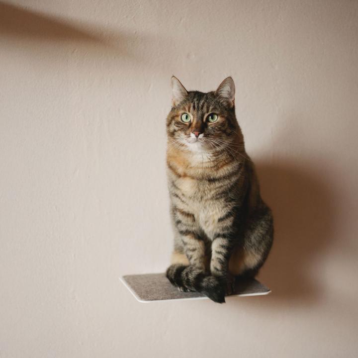 Image du produit LucyBalu STEPS Katzentreppe (Chat)