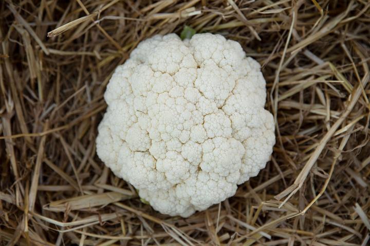 Image du produit Zollinger Bio Choux-fleurs, choux-fleurs d'hiver Sélection Z (Plante bulbeuse)