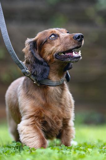 Produktbild Beeztees Bz Balacron Halsband Ax Grau 2 (23, 24, 25, Hund, Hundesport)