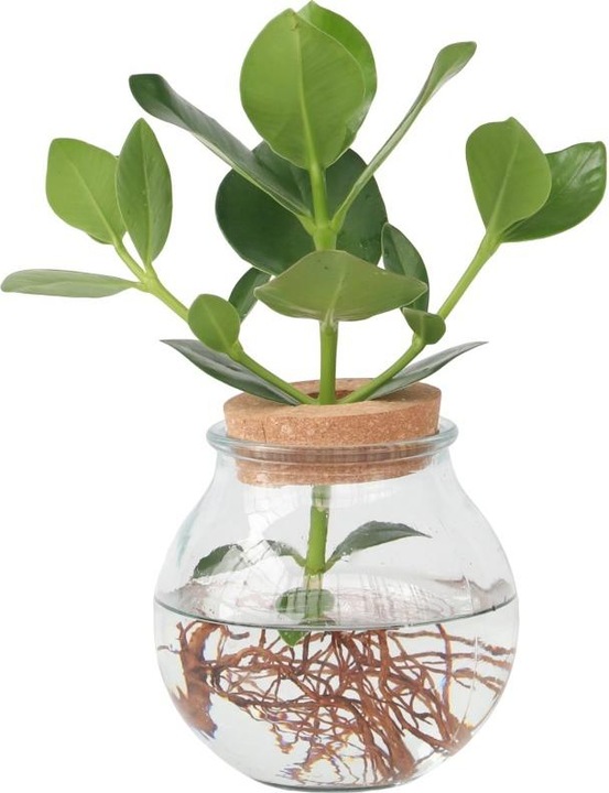 Actual product image Plant in a Box Clusia rosea Princess - In glass (35 cm)