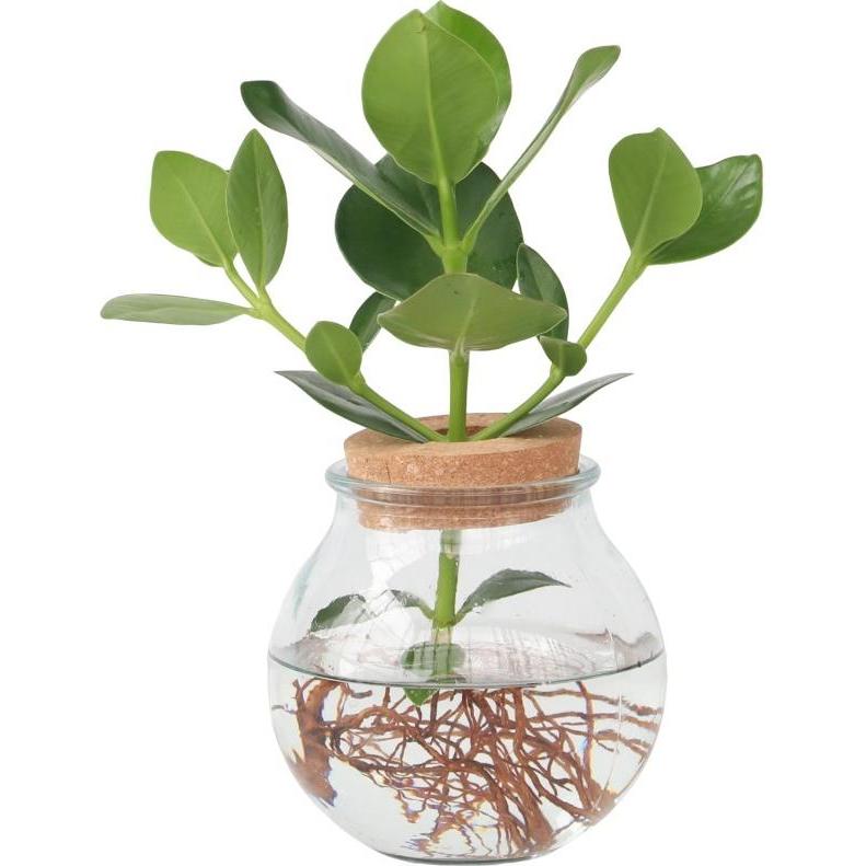 Plant in a Box, Pflanzen, Clusia rosea Princess (35 cm)
