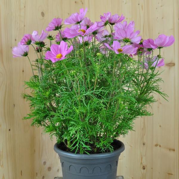 Image du produit Säntispracht Le cosmos, notre hit de l'été à longue floraison - Cosmos bipinnatus 'Sonata Pink (80 cm)